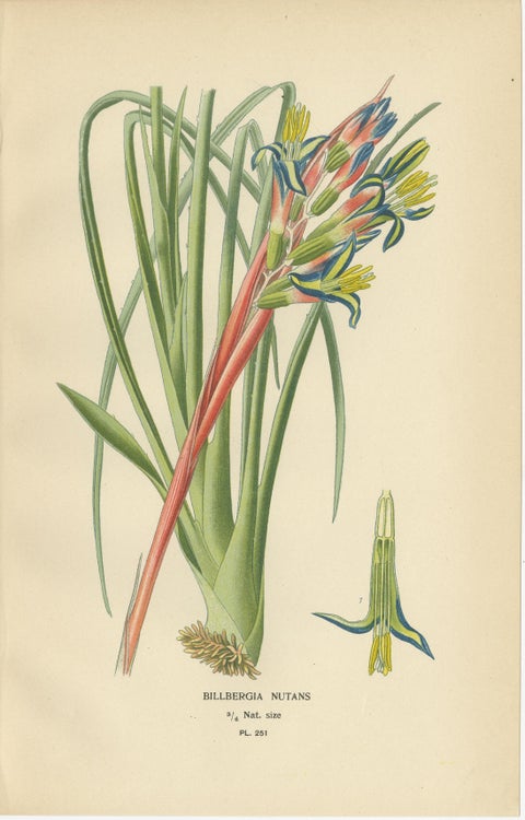 Antique Orchid & Bromeliad Chromolithographs 1897, Karatas, Aechmea, Billbergia, view 4