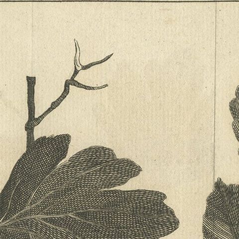 Antique Botany Print of Little Maple and Beechwood, 1752, close-up 1