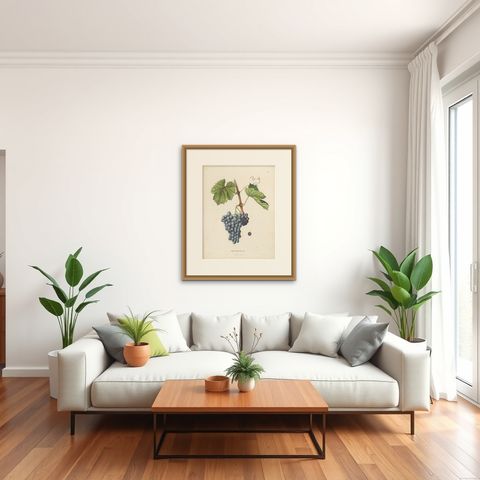 Rare Original Antique Lithograph of the Grenache Alicante Grape Variety, 1890, shown framed in a room, true to size