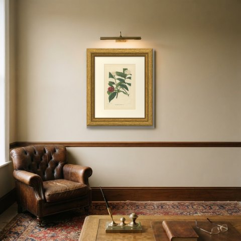 Drimyspermum Laurifolium, Flowers and Red Berries Chromolithograph, 1859, shown framed on a wall, true to size