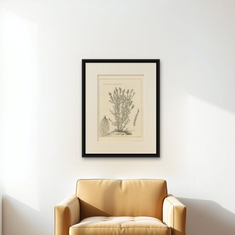 Syrian Oregano (Origanum Syriacum), Antique Botanical Engraving c.1676, shown framed on a wall, true to size