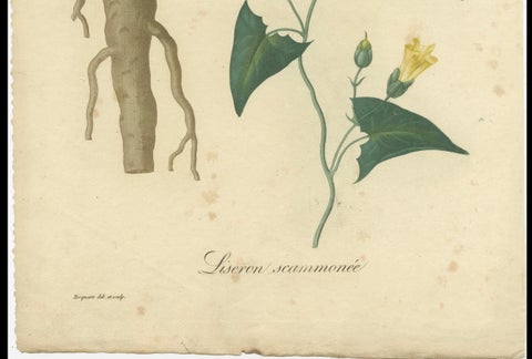 Antique Botanical Print of Convolvulus Scammonia, or Scammony, ca.1821, close-up 1