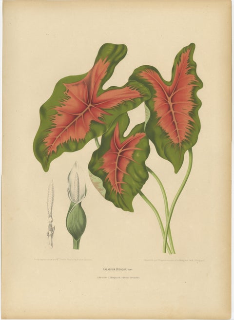 Heart of Jesus Caladium, Original Antique Botanical Print by van Nooten, c.1880