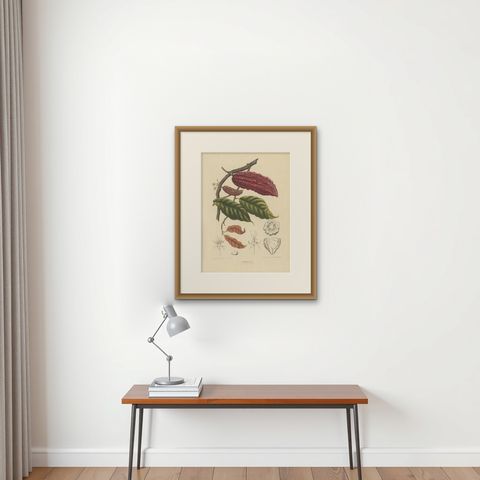 Theobroma Cacao, Cocoa Tree Botanical Lithograph c.1863, shown framed on a wall, true to size