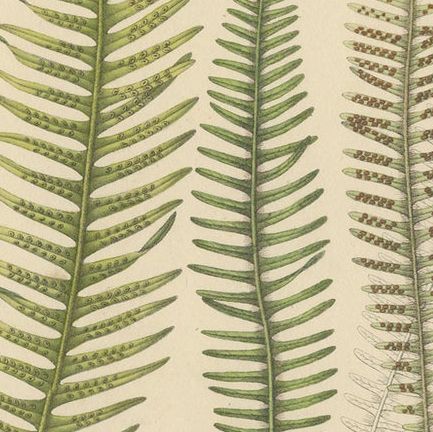 Beautifully Handcolored Lithograph of Ferns of Indonesia 'Polypodium', 1829, close-up 1