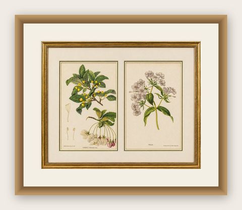 Pair Antique Botanical Lithographs, Sorbus Toringo & Phlox, 1856, shown framed