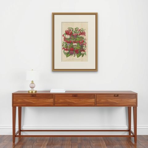 Antique handcolored Botany Print of Fuchsia Species, 1863, shown framed on a wall, true to size