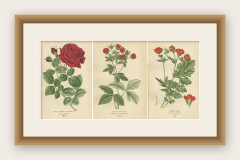 Botanical Prints: General Jacqueminot Rose, Silvery Cinquefoil & Scarlet Avens, shown framed