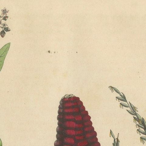 Antique Maize Botanical Print, Corn Plant Study, Germany 1852, close-up 4