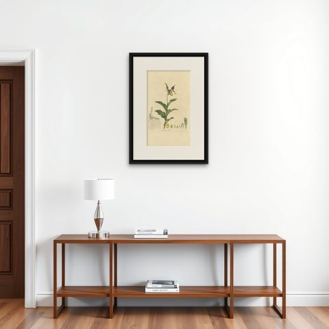 Antique Botany Print of Cypripedium Calceolus by Curtis, circa 1817, shown framed on a wall, true to size