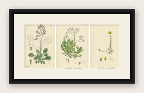 Botanical Engravings of London-Pride Varieties and Yellow Marsh Saxifrage, 1902, shown framed