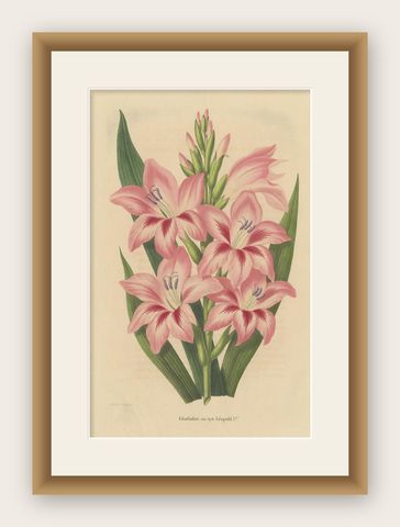 Antique Botany Print of a Pink Gladiolus Species '1848', shown framed