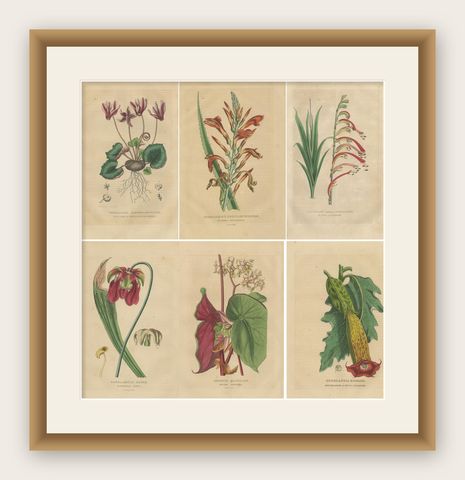 Botanical Rarities: Pristine Hand-Colored Engravings from 1845, shown framed