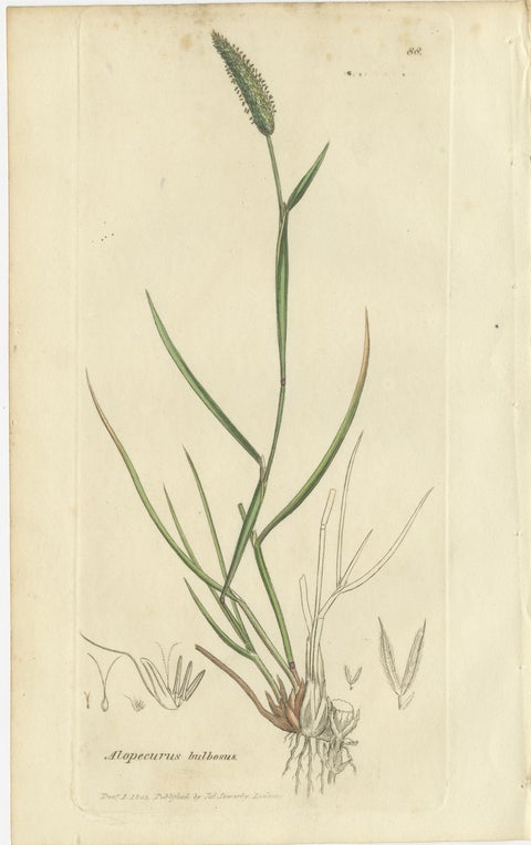 Set of 8 Antique Engravings of Meadow Grasses: Timothy & Foxtail, c.1830, view 9