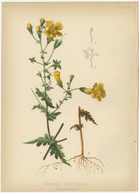 Native US Flora, Two Original Botanical Chromolithograps, 1879, view 2