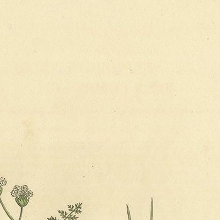 Antique Botany Print of Scandix Pecten-Veneris by Curtis 'circa 1817', close-up 1