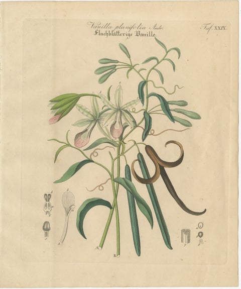 Antique Vanilla Botanical Print, Vanilla Planifolia, Hand Colored, c.1831, view 2