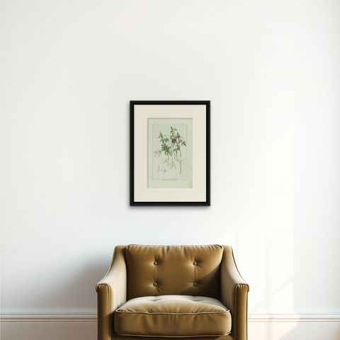 Antique Botany Print of a Clematis Species by Buchoz, circa 1785, shown framed on a wall, true to size