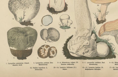 Morel & Funnel Mushrooms, Antique Botanical Lithograph by Fünfstück, 1885, close-up 3