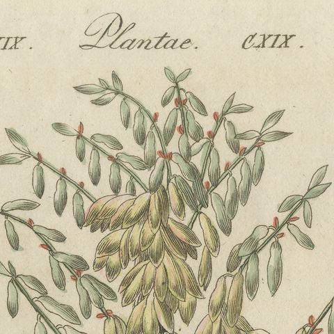 Yucca Adam's Needle in Full Flower, Antique Bertuch Print, circa 1812, close-up 5