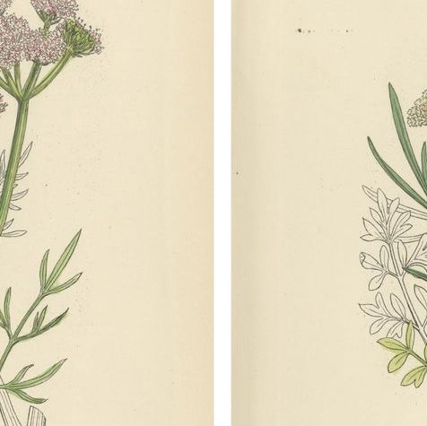 Antique English Botanical Prints, Water-Dropwort Studies for Elegant Interiors, close-up 1