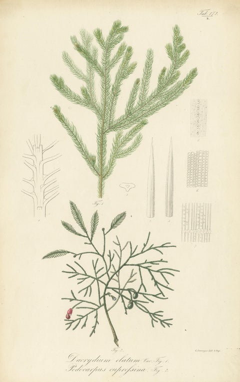 Antique Botany Print of Dacrydium Elatum and a Podocarpus Species, view 3