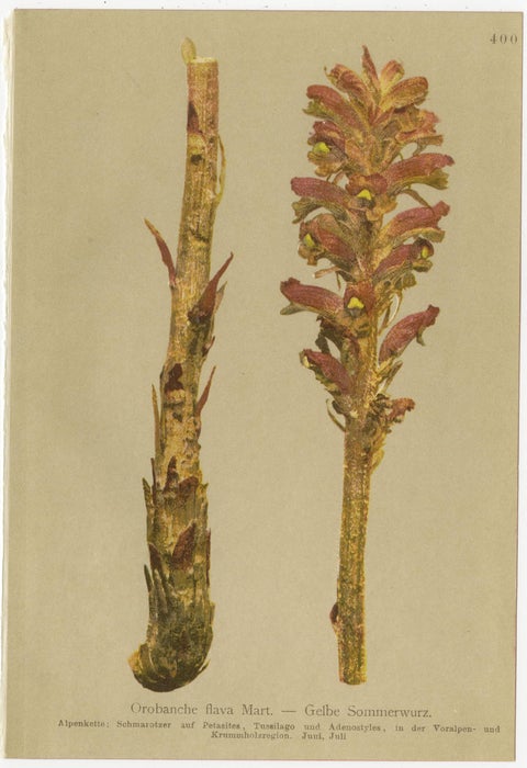 Antique Alpine Botanical Chromolithographs, Set of 4 Small Prints, Germany 1897, view 5