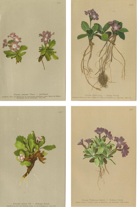 Alpine Primula Botanical Prints, Decorative Floral Set, Palla 1897, view 6