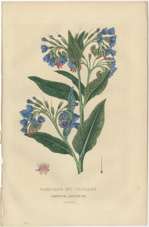 Flora's Chromatic Splendor: Hand-Colored Engravings of 1845, view 4
