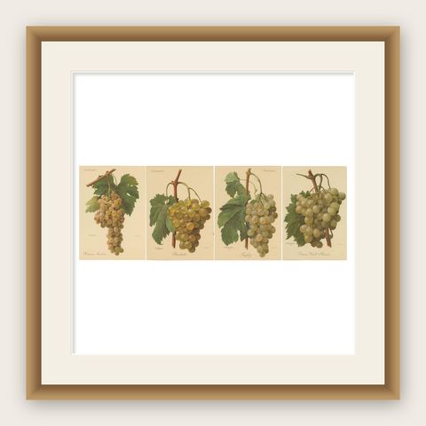 Set of four Antique Prints of Green / White Grape Varieties, shown framed