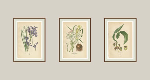 Antique Flower Chromolithographs 1897, Ixiolirion, Tuberose & Aspidistra, view 5
