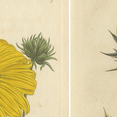 Set of 2 Antique Botany Prints, Prickly Poppy, Perennial Sunflower, close-up 1