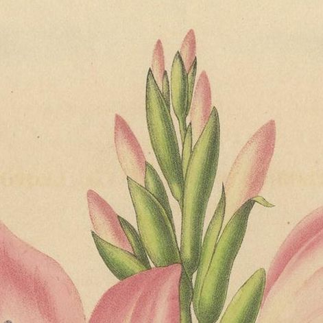 Antique Botany Print of a Pink Gladiolus Species '1848', close-up 1