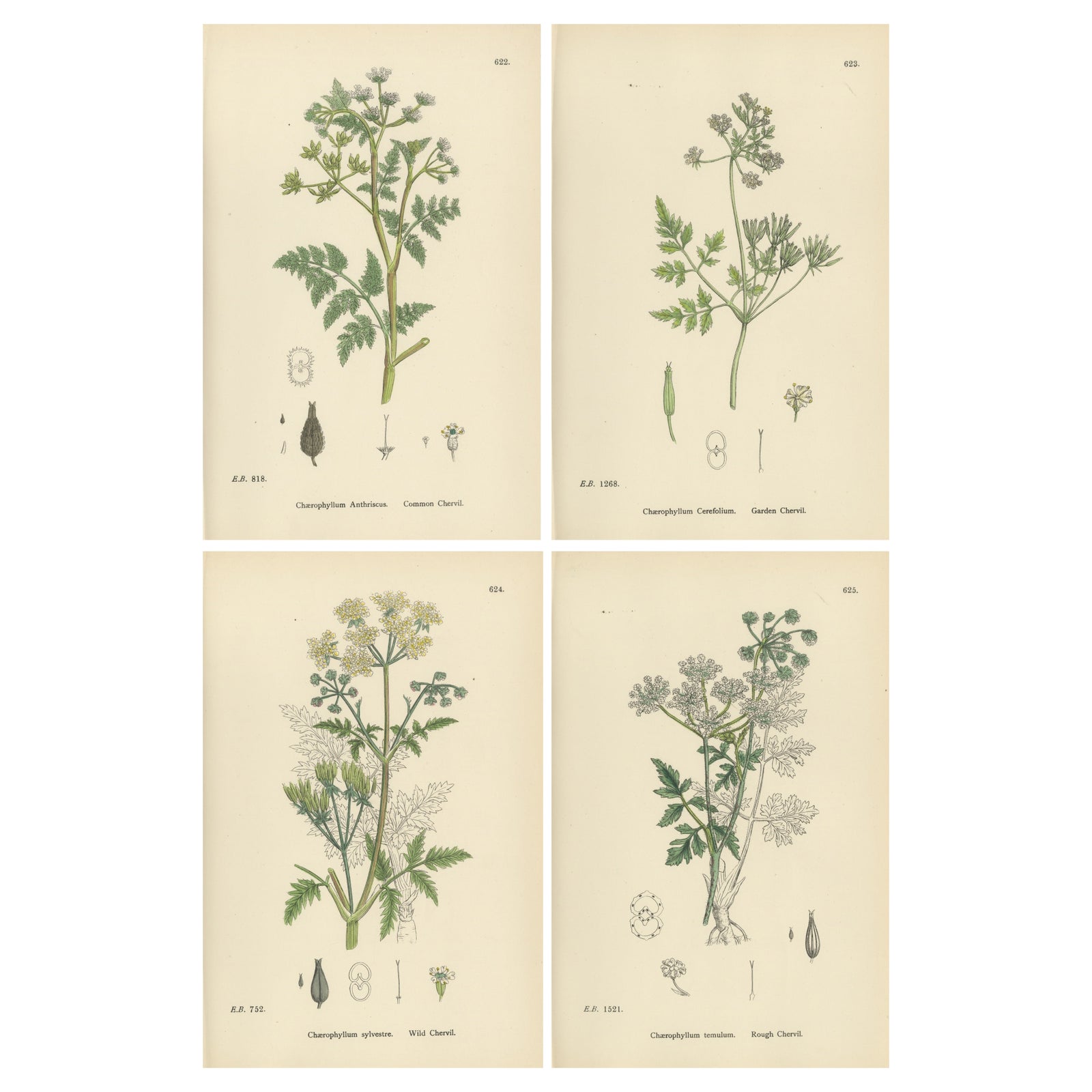 Elegant British Chervil Quartet, Hand-Colored Botanical Prints, England 1902