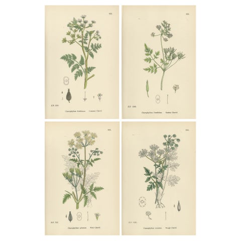 Elegant British Chervil Quartet, Hand-Colored Botanical Prints, England 1902