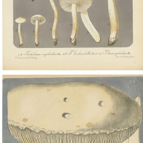 Set of 6 Antique Mycology Prints of Various Fungi by Barla, circa 1890, close-up 2