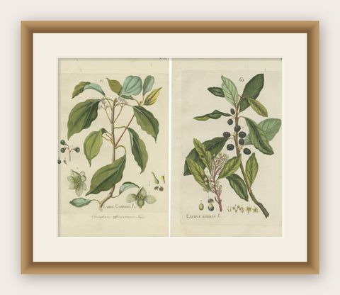 Set of 2 Antique Botany Prints, Laurus Camphora & Laurus Nobilis, shown framed