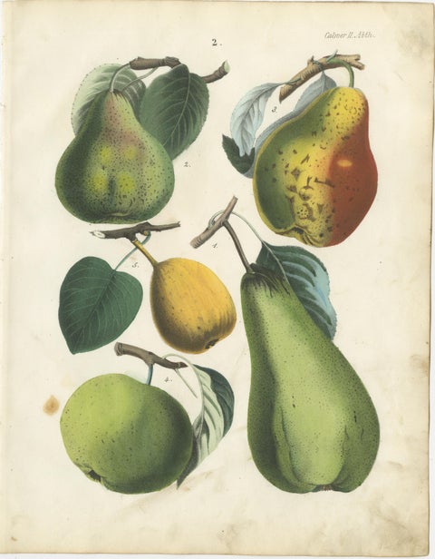 Antique Fruit Chromolithographs, Pears and Apples, Set of Six, Calwer 1854, view 3