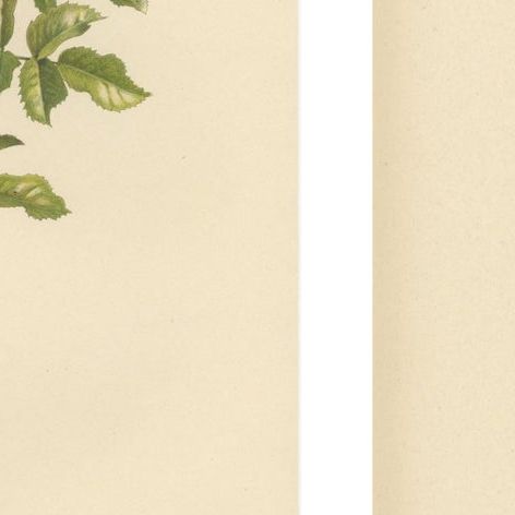 Antique Chromolithographs of Roses (Set of 2), 1914, close-up 2