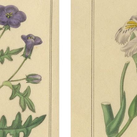 Benjamin Maund Botanical Flower Prints from London c.1836, Pair, close-up 1
