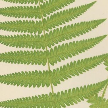 Antique Hand-Colored Fern Prints, Aspidium Aculeatum, Oreopteris & Thelypteris, close-up 2
