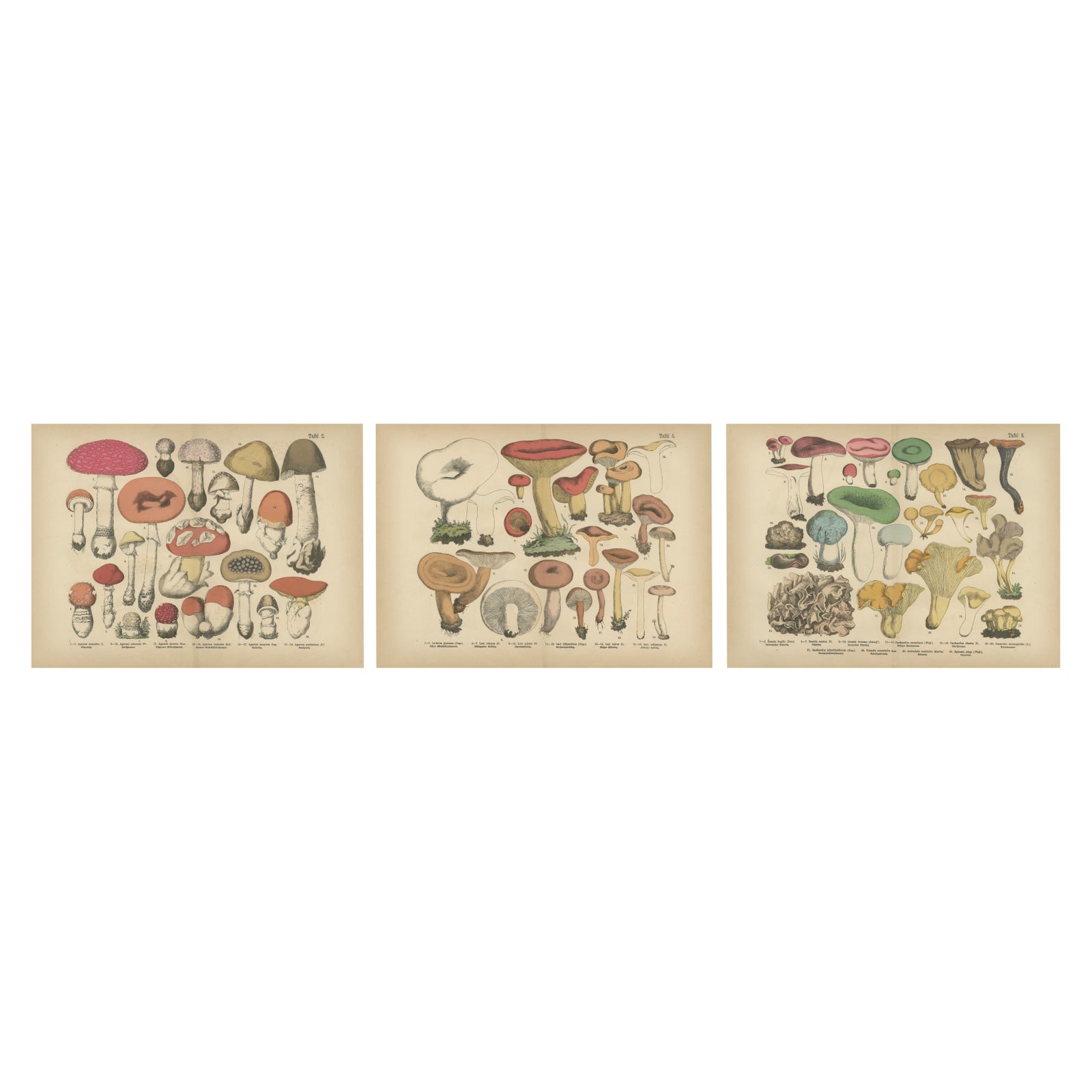 Fly Agaric & Chanterelle Mushrooms, Antique Botanical Lithograph Set, 1885