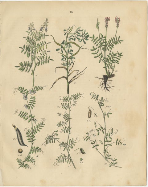 Antique Meadow and Fodder Plants Prints, Botanical Studies, 1852, view 3