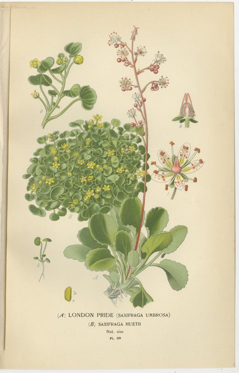 Botanical Prints: Creeping Sailor, London Pride and Thick-Leaved Saxifrage, 1897, view 3