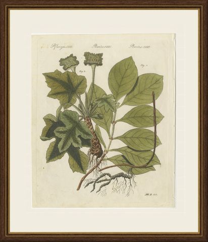 Ipecacuanha and Contrayerva Medicinal Roots, Antique Bertuch Print, circa 1812, shown framed
