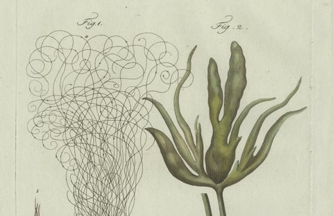 Original Antique Botanical Print of Two Remarkable Seaweeds by Bertuch, 1802, close-up 4