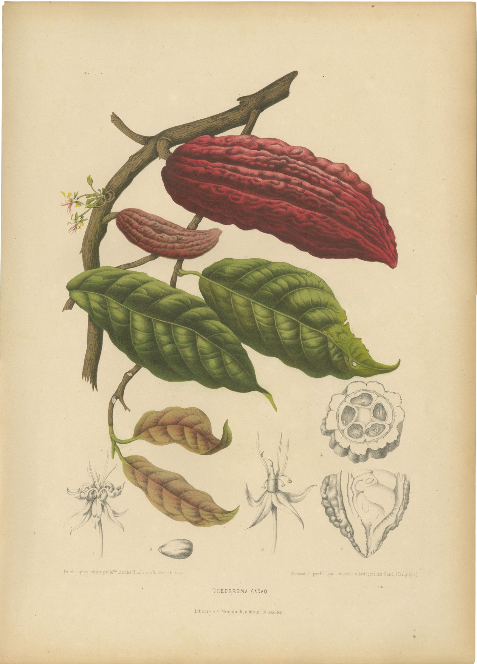 Original Antique Botanical Chromolithograph of Cacao Tree (Theobroma cacao) 1880