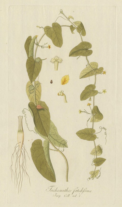 Antique Botany Print of a Trichosanthes Species by Von Jacquin, circa 1781, view 2