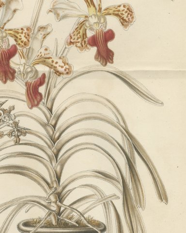 Vanda Suaveolens Orchid in a Pot, Chromolithograph Plate I, 1859, close-up 2