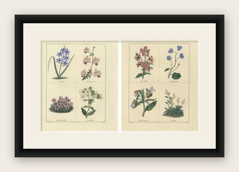 Pair of Elegant Hand-Colored Botanical Flower Prints, London 1828, shown framed